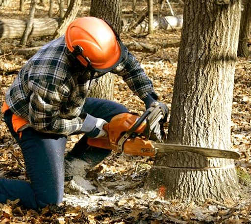 Tree Removal in Kenbridge, VA